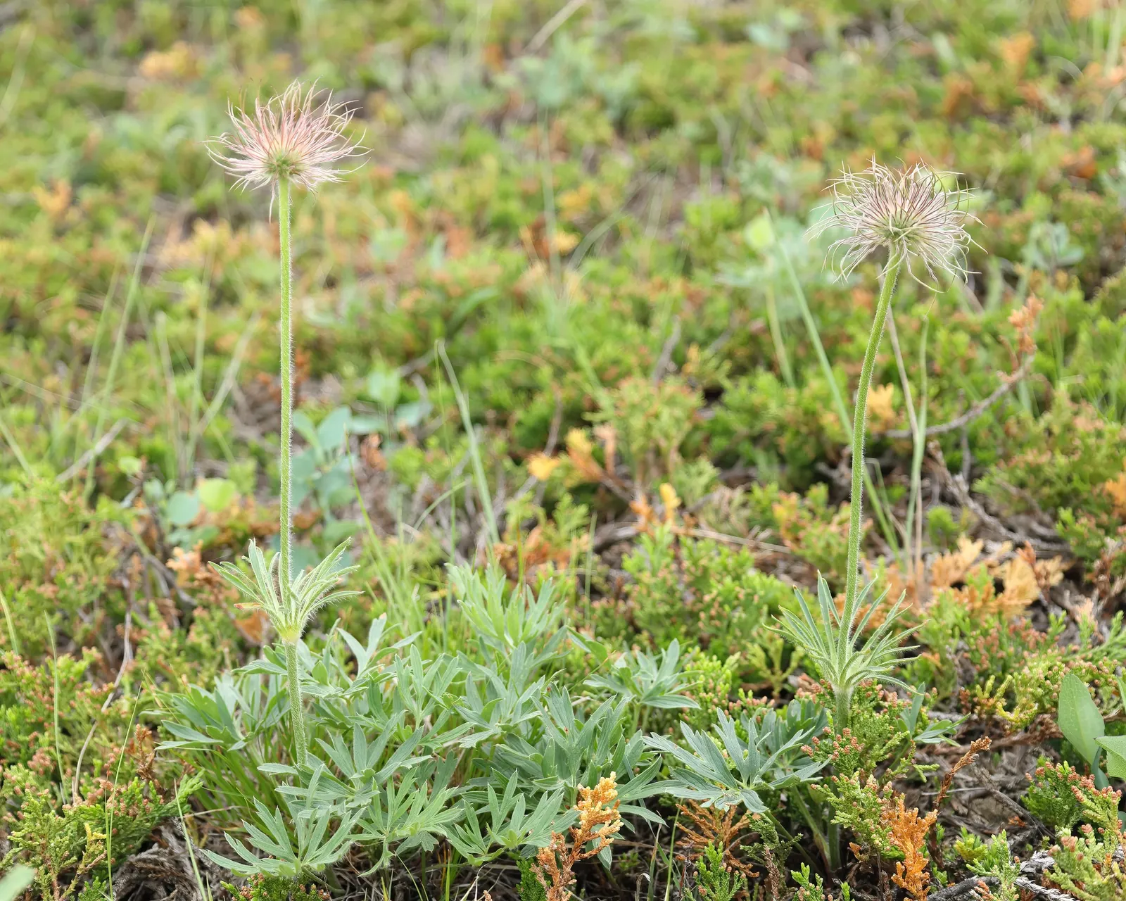 Prairie Smoke (Geum Triflorum) — the plant produces nodding pink to red flowers that rise slightly above the foliage; making it a delightful conversation piece