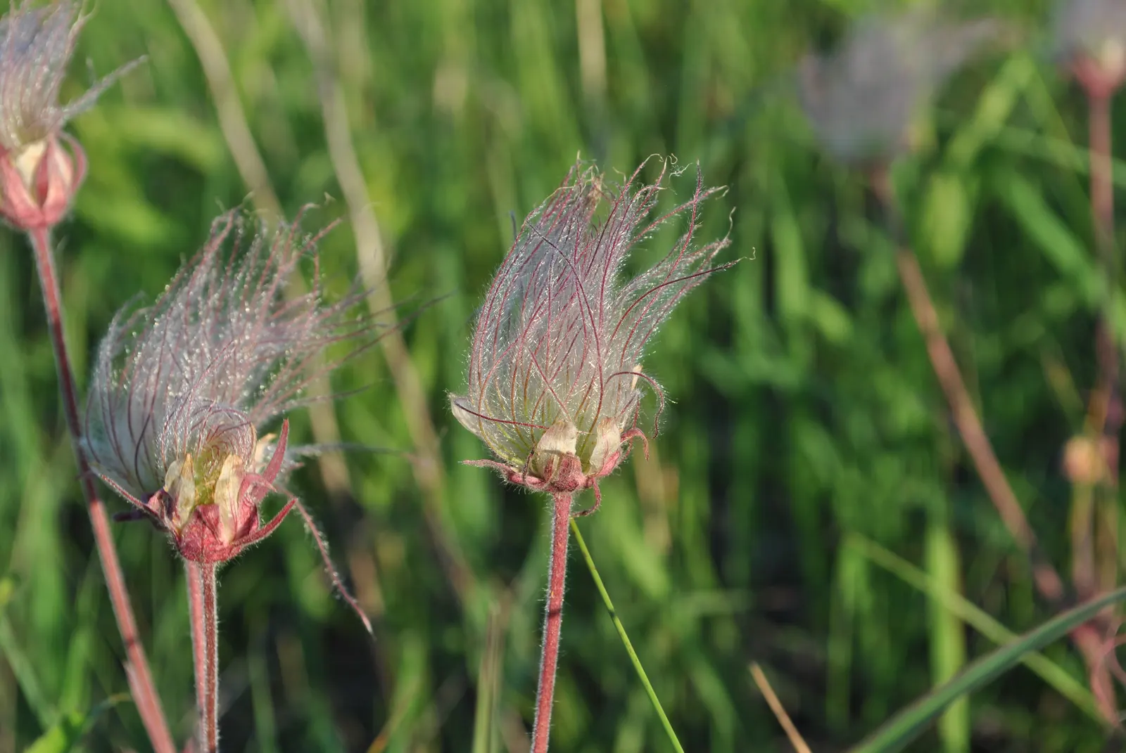 Prairie Smoke (Geum Triflorum) — is a charming herbaceous perennial native to North American prairies