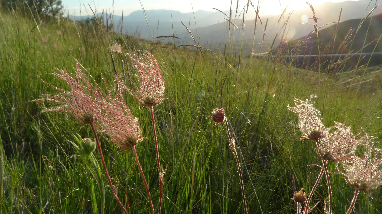 Prairie Smoke (Geum Triflorum) — and meadow-style landscapes