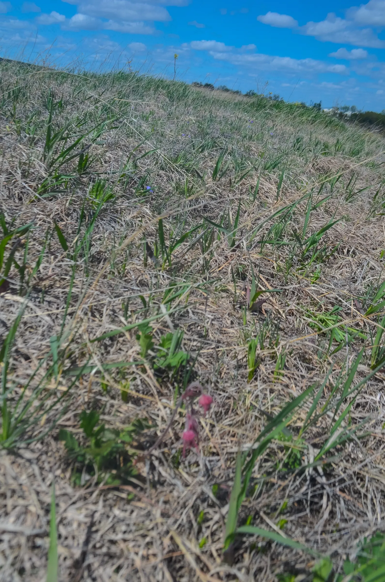 Prairie Smoke (Geum Triflorum) — attracting pollinators while requiring minimal maintenance