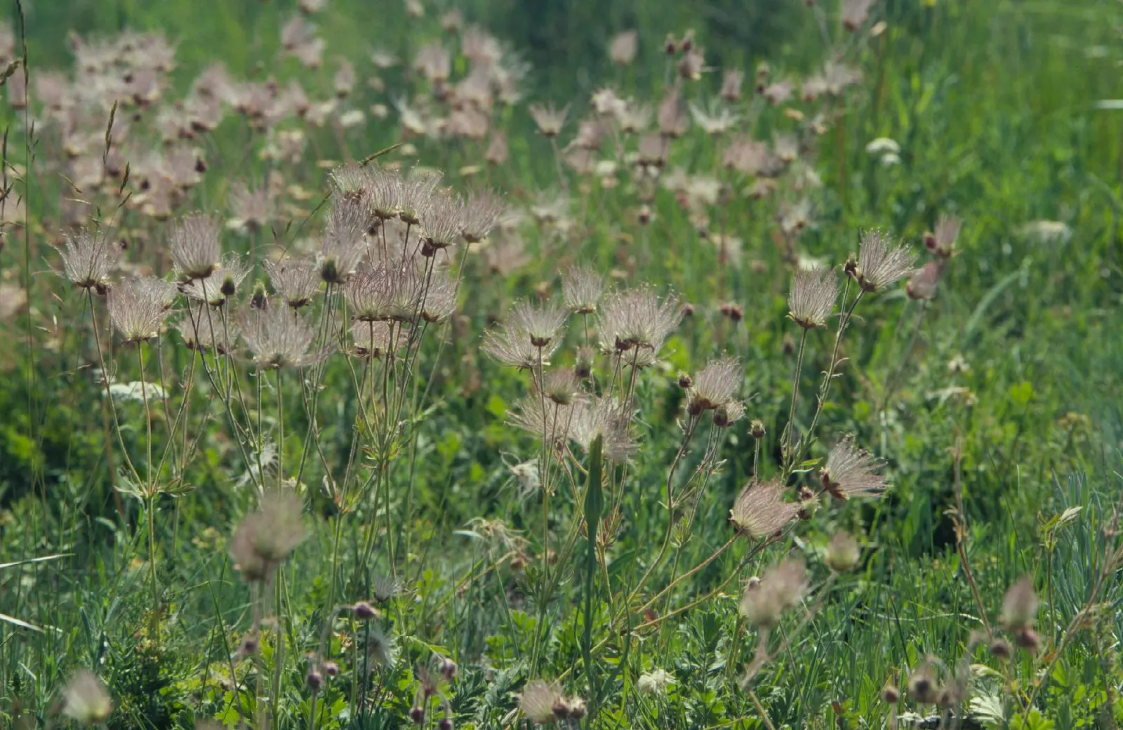 Prairie Smoke (Geum Triflorum) — pink and red flowers in the garden; sandy or loamy soil but is quite adaptable to various soil conditions