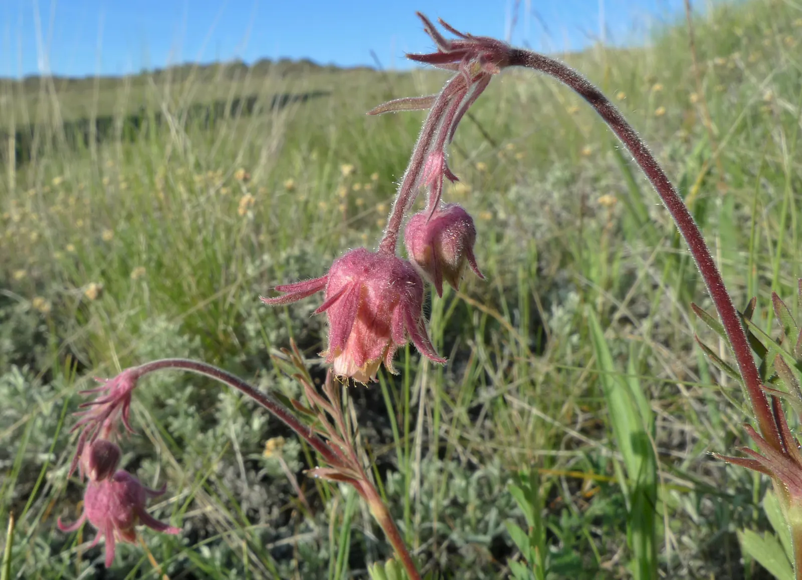 Prairie Smoke (Geum Triflorum) — perennial with pink and red blooms
