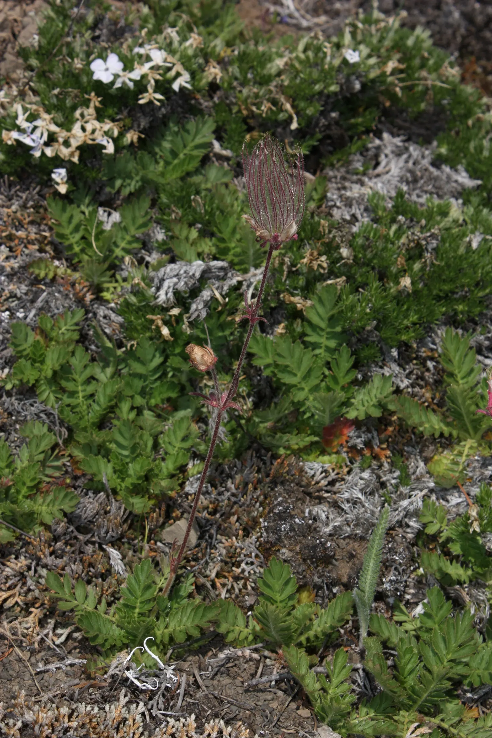 Prairie Smoke (Geum Triflorum) — is a charming herbaceous perennial native to North American prairies; this hardy plant thrives in USDA zones 3-7, image 93