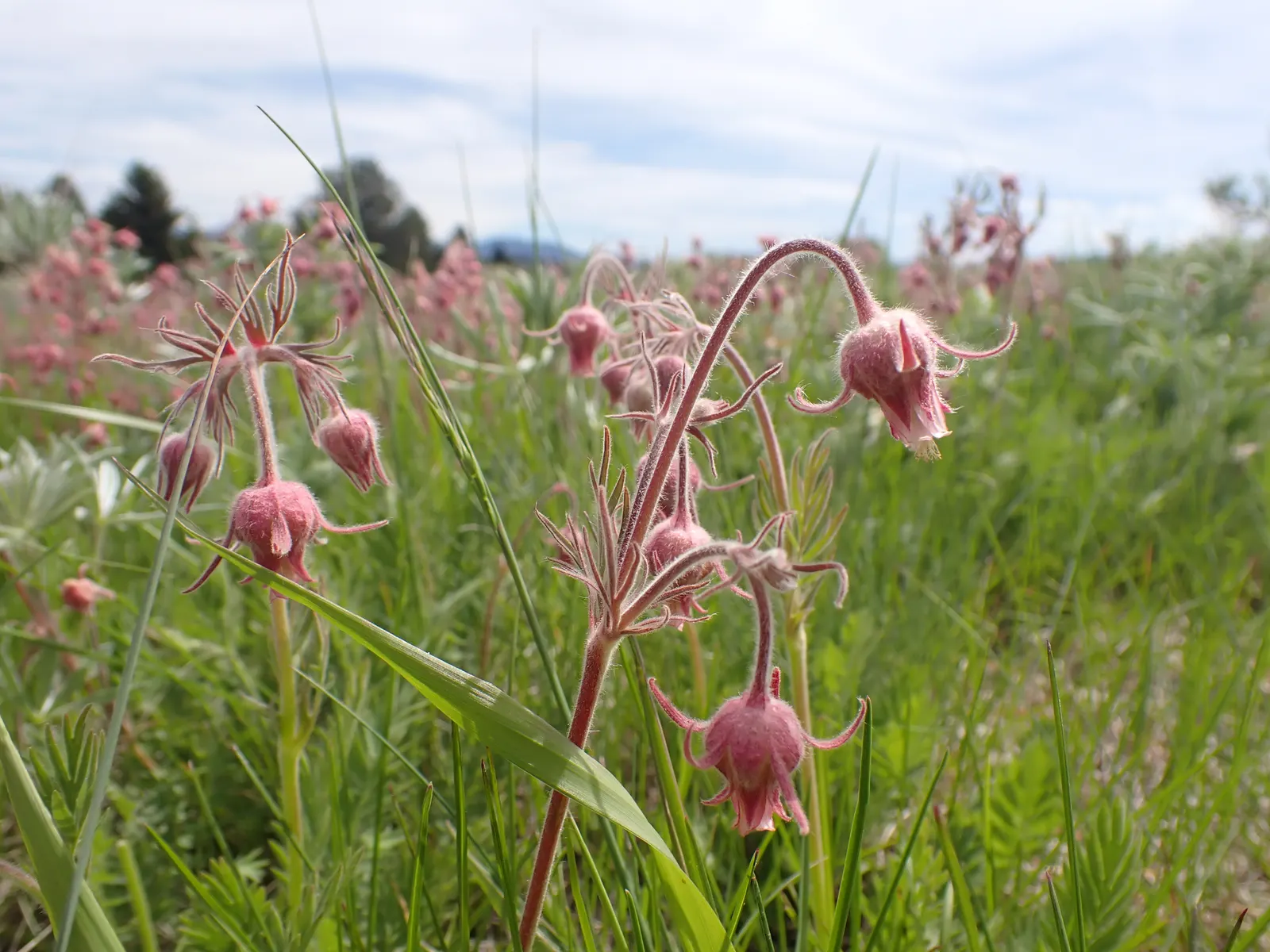 Prairie Smoke (Geum Triflorum) — aligning well with the growing desire for water-efficient landscapes.<br><br>In the spring; sandy or loamy soil, image 98