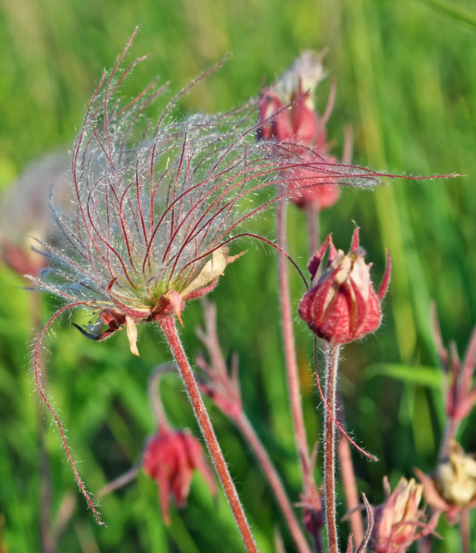 Prairie Smoke (Geum Triflorum) — As a low maintenance choice