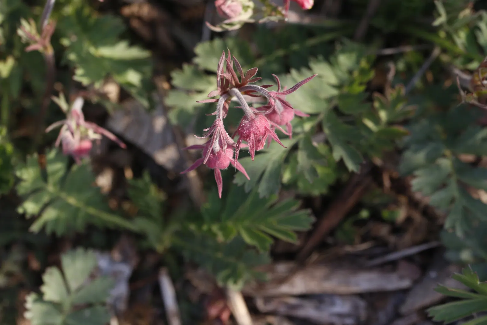 Prairie Smoke (Geum Triflorum) — smoke-like seed heads atop stems reaching 16-24 inches; sandy or loamy soil but is quite adaptable to various soil conditions
