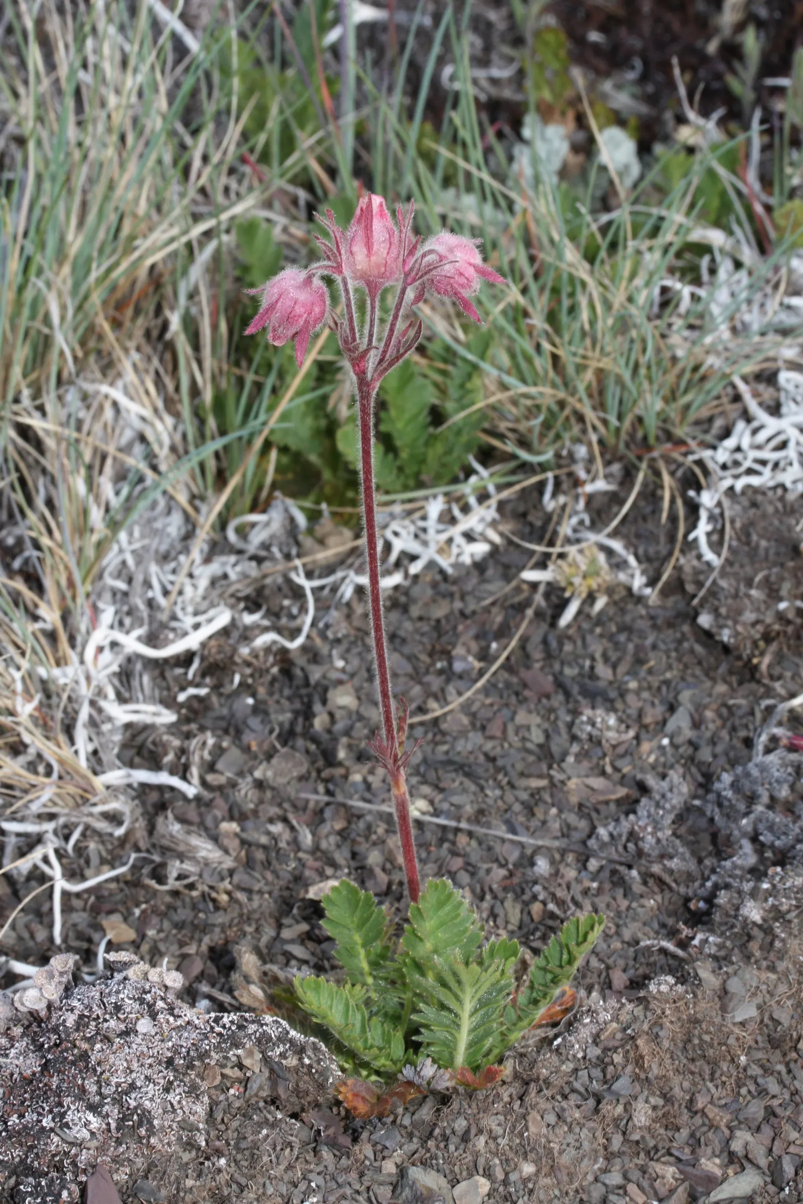 Prairie Smoke (Geum Triflorum) — Prairie Smoke thrives in full sun to partial shade; sandy or loamy soil but is quite adaptable to various soil, image 66