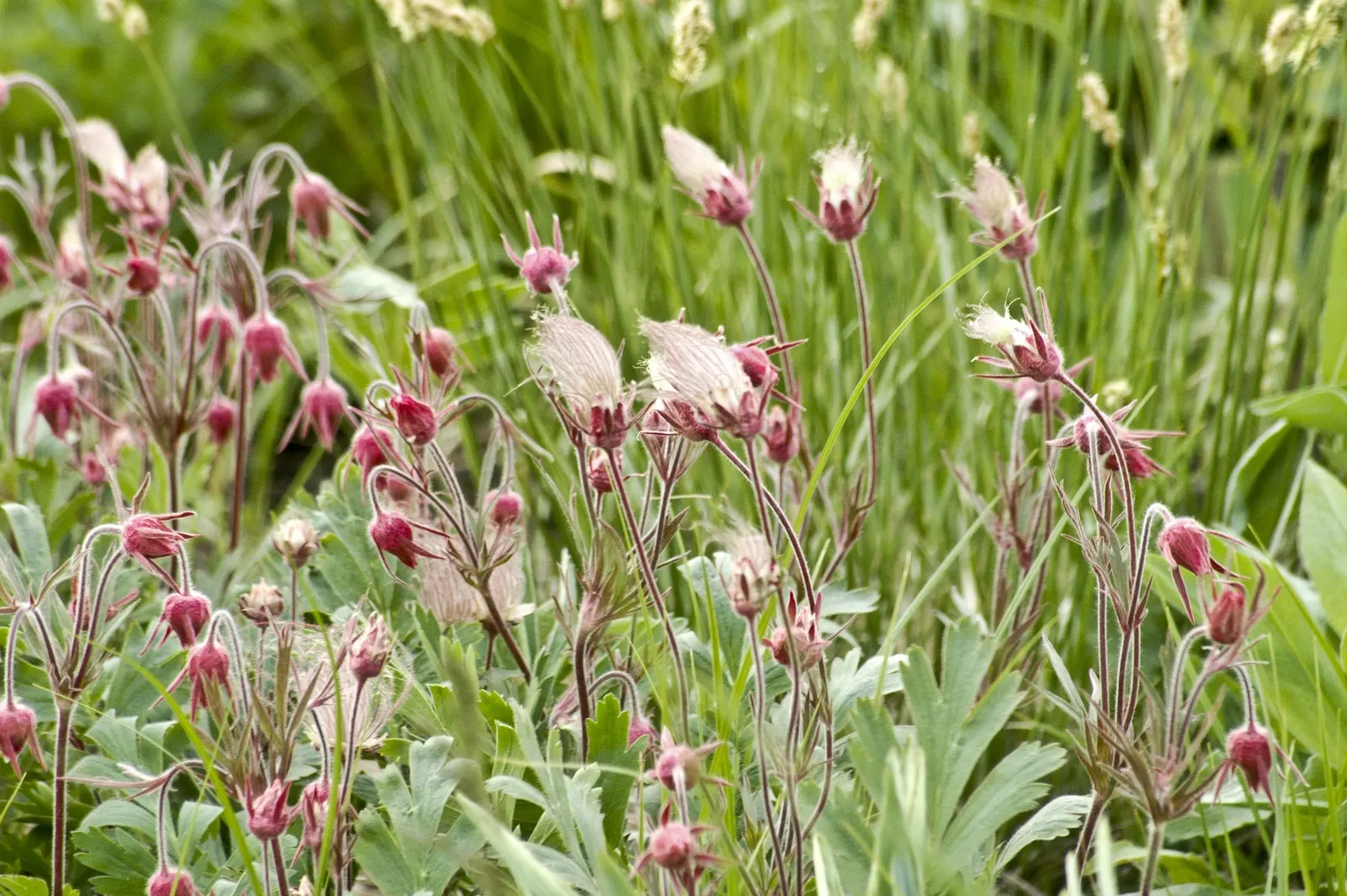 Prairie Smoke (Geum Triflorum) — providing enduring visual interest; revealing feathery tails that persist well into the summer, image 103