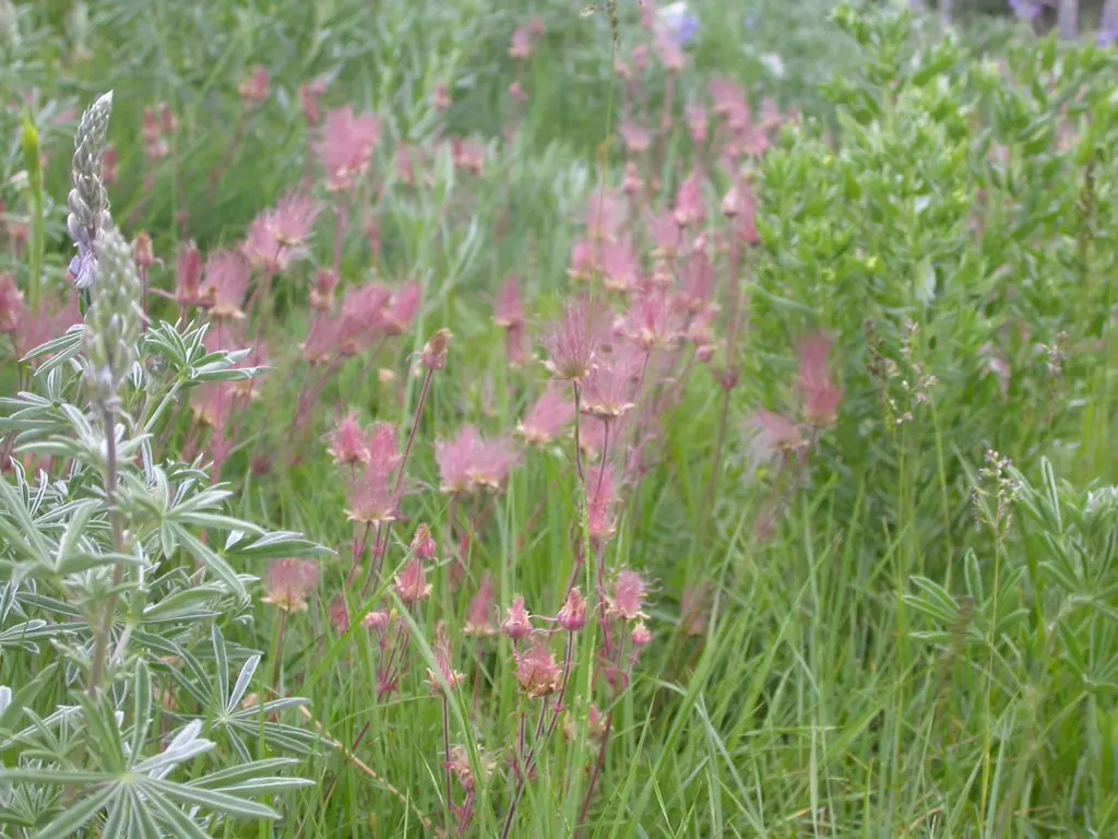 Prairie Smoke (Geum Triflorum) — it demonstrates notable drought tolerance; this hardy plant thrives in USDA zones 3-7, prefers full sun to partial, image 125