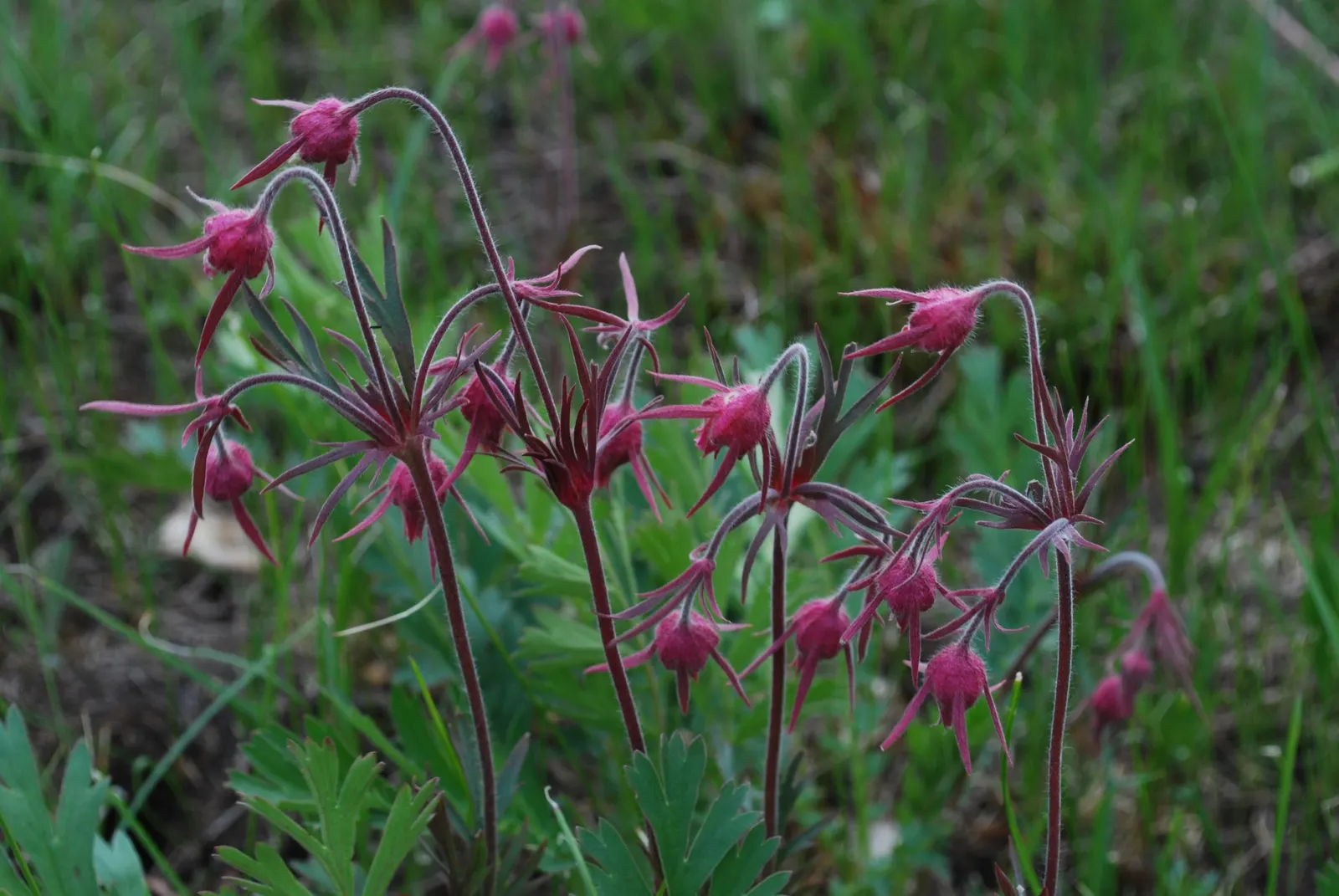 Prairie Smoke (Geum Triflorum) — sandy or loamy soil but is quite adaptable to various soil conditions; revealing feathery tails that persist well, image 123