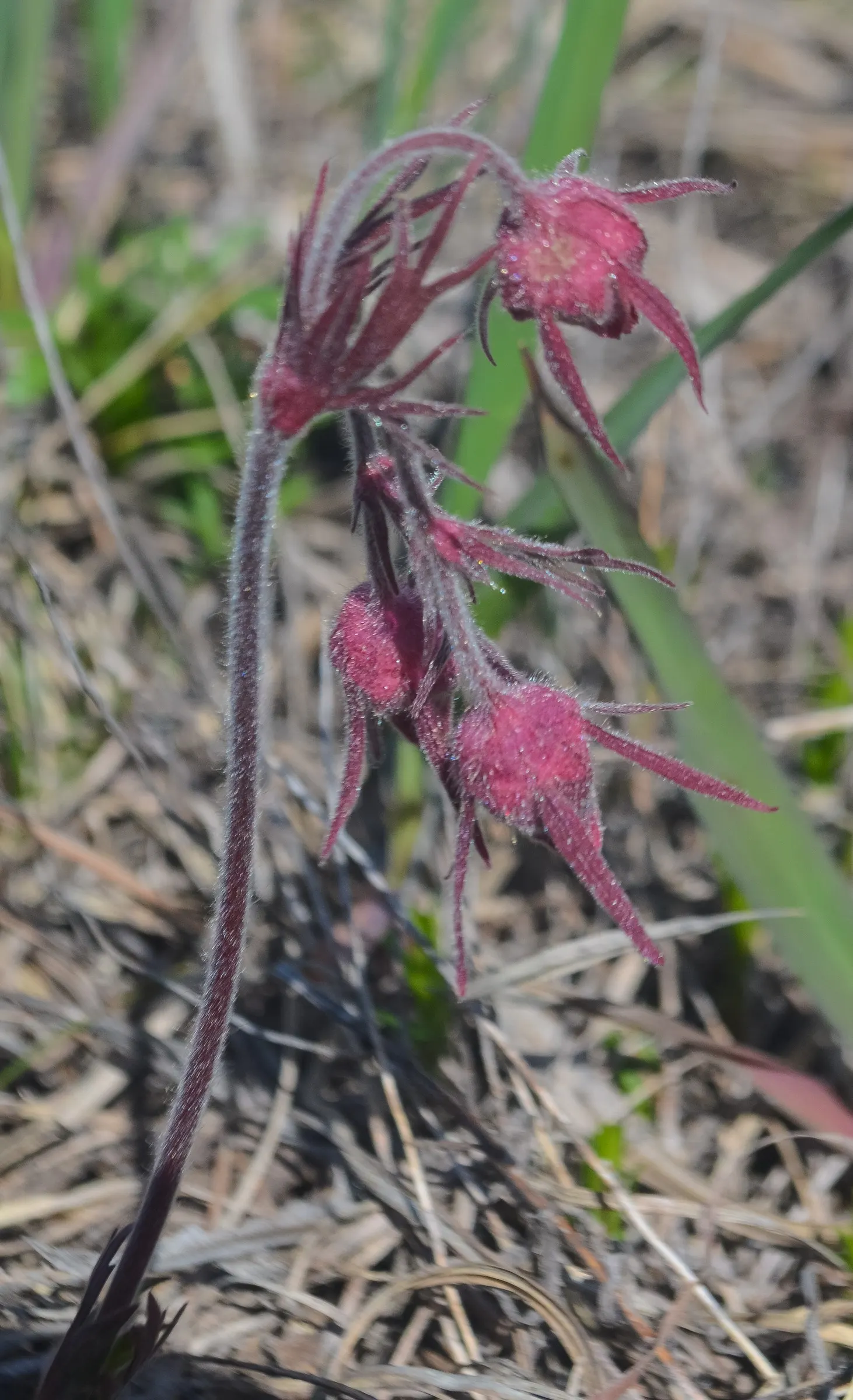 Prairie Smoke (Geum Triflorum) — Ideal for naturalistic designs; this hardy plant thrives in USDA zones 3-7, prefers full sun to partial shade, and, image 61