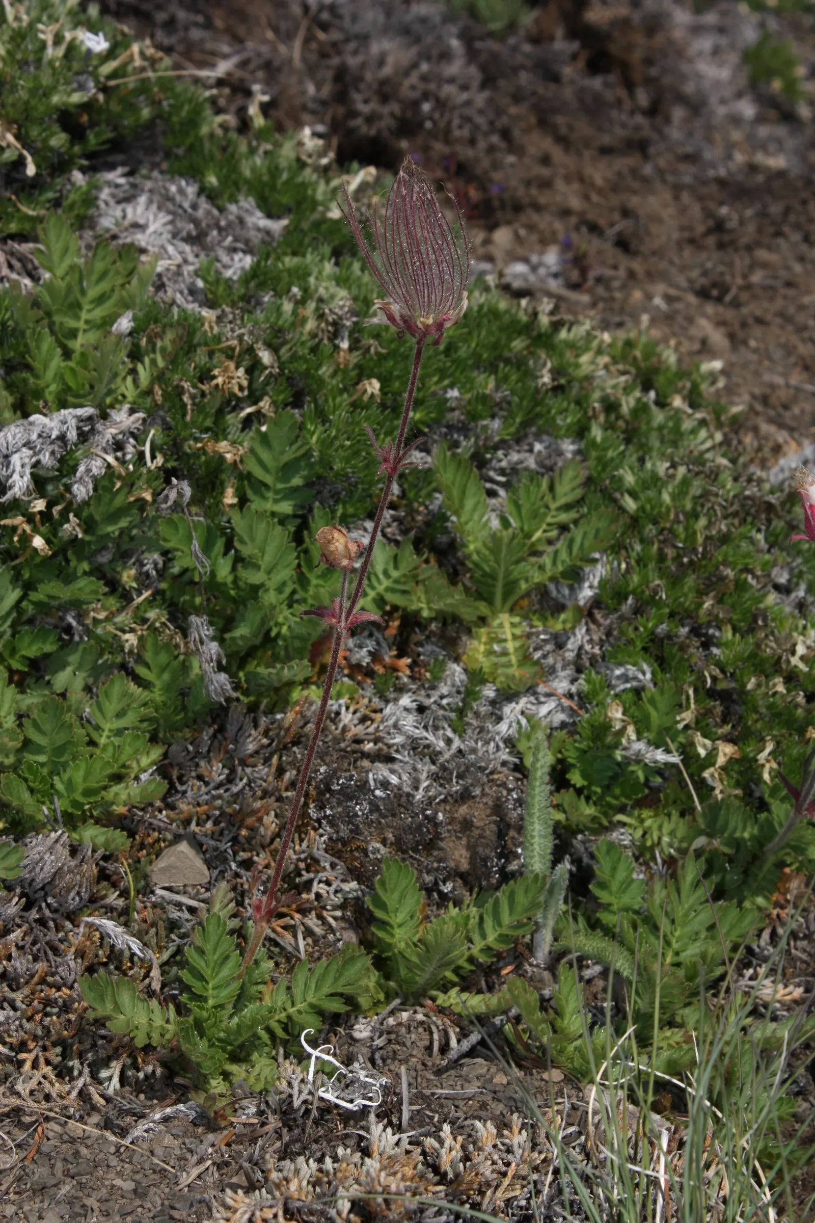 Prairie Smoke (Geum Triflorum) — sandy or loamy soil but is quite adaptable to various soil conditions; revealing feathery tails that persist well into the
