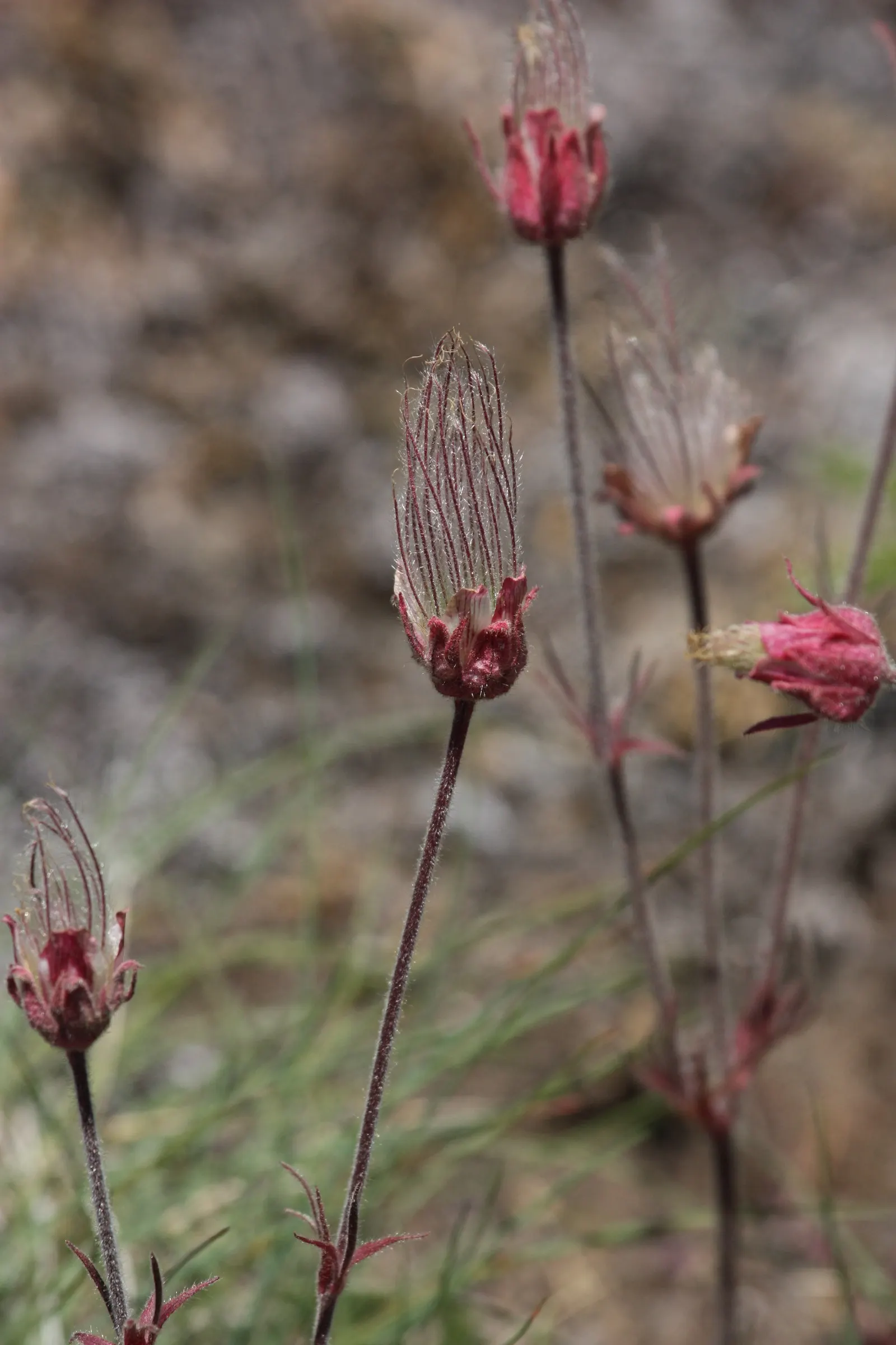 Prairie Smoke (Geum Triflorum) — Geum triflorum brings a touch of native prairie whimsy to rock gardens; revealing feathery tails that persist well, image 79