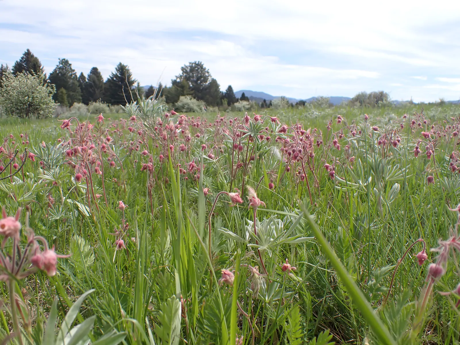 Prairie Smoke (Geum Triflorum) — Prairie Smoke thrives in full sun to partial shade