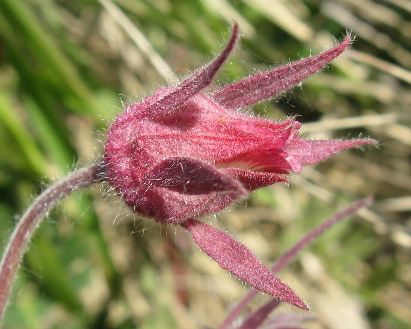 Prairie Smoke (Geum Triflorum) — perennial for full or half; making it a delightful conversation piece for any client's garden, image 84