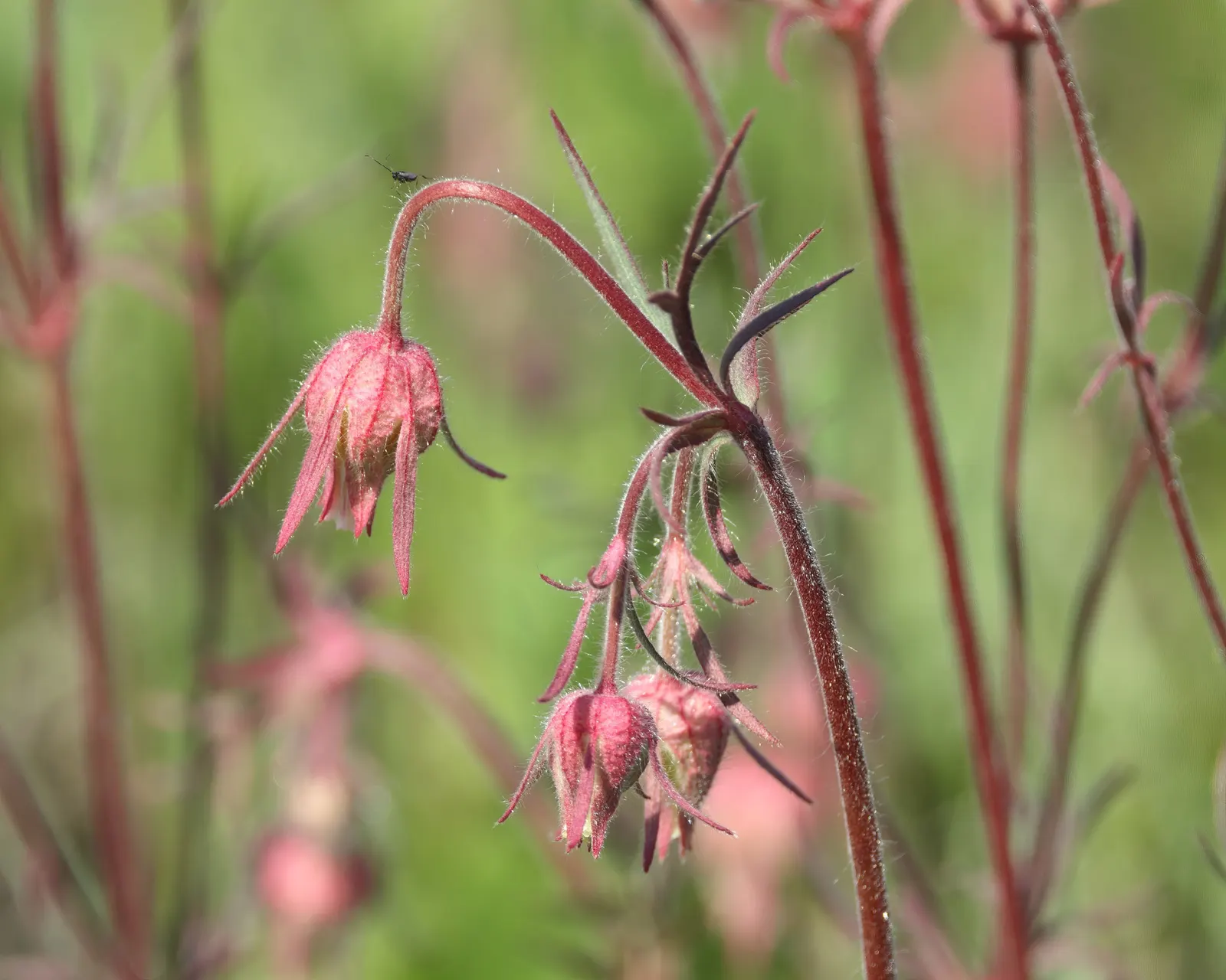 Prairie Smoke (Geum Triflorum) — also commonly referred to as Old Man's Whiskers