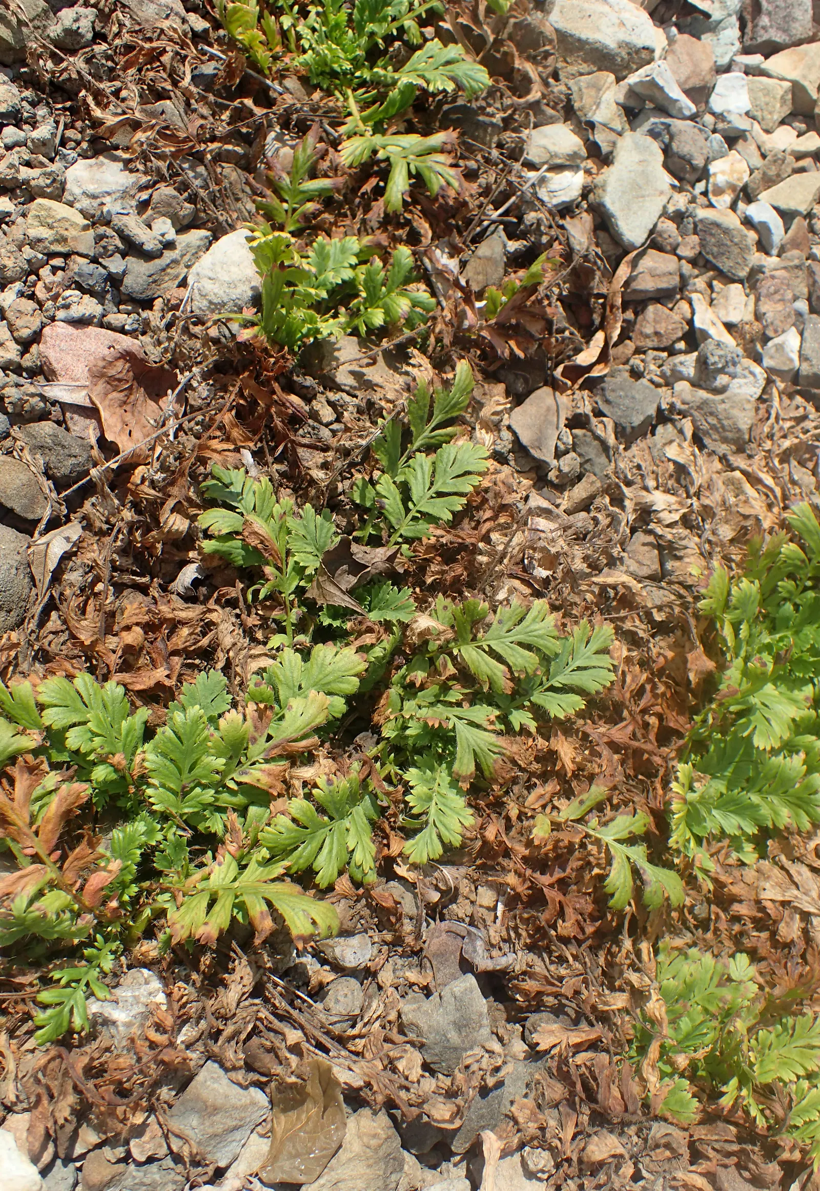 Prairie Smoke (Geum Triflorum) — also commonly referred to as Old Man's Whiskers; making it a delightful conversation piece for any client's garden, image 92