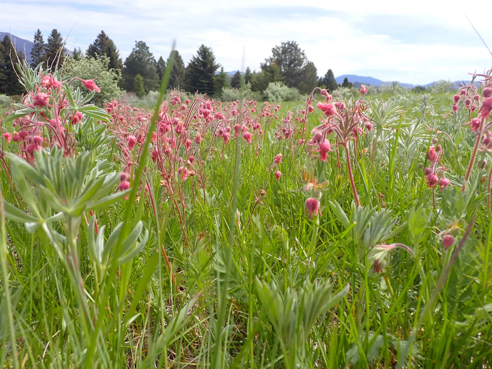 Prairie Smoke (Geum Triflorum) — also commonly referred to as Old Man's Whiskers; making it a delightful conversation piece for any client's garden