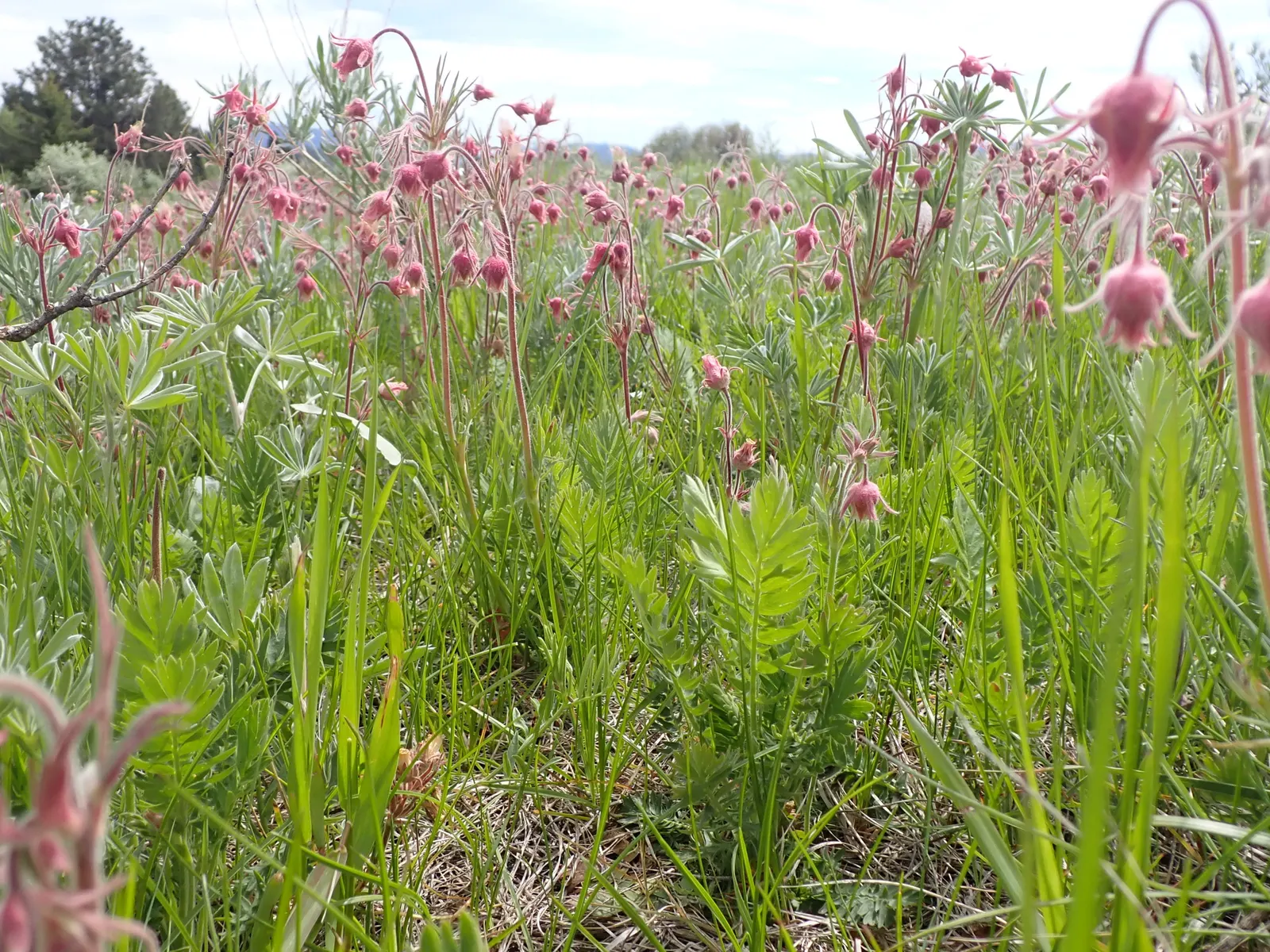 Prairie Smoke (Geum Triflorum) — making it a delightful conversation piece for any client's garden; this hardy plant thrives in USDA zones 3-7, image 109