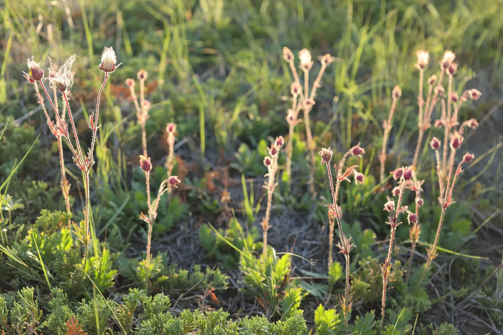 Prairie Smoke (Geum Triflorum) — sandy or loamy soil but is quite adaptable to various soil conditions; revealing feathery tails that persist well, image 67
