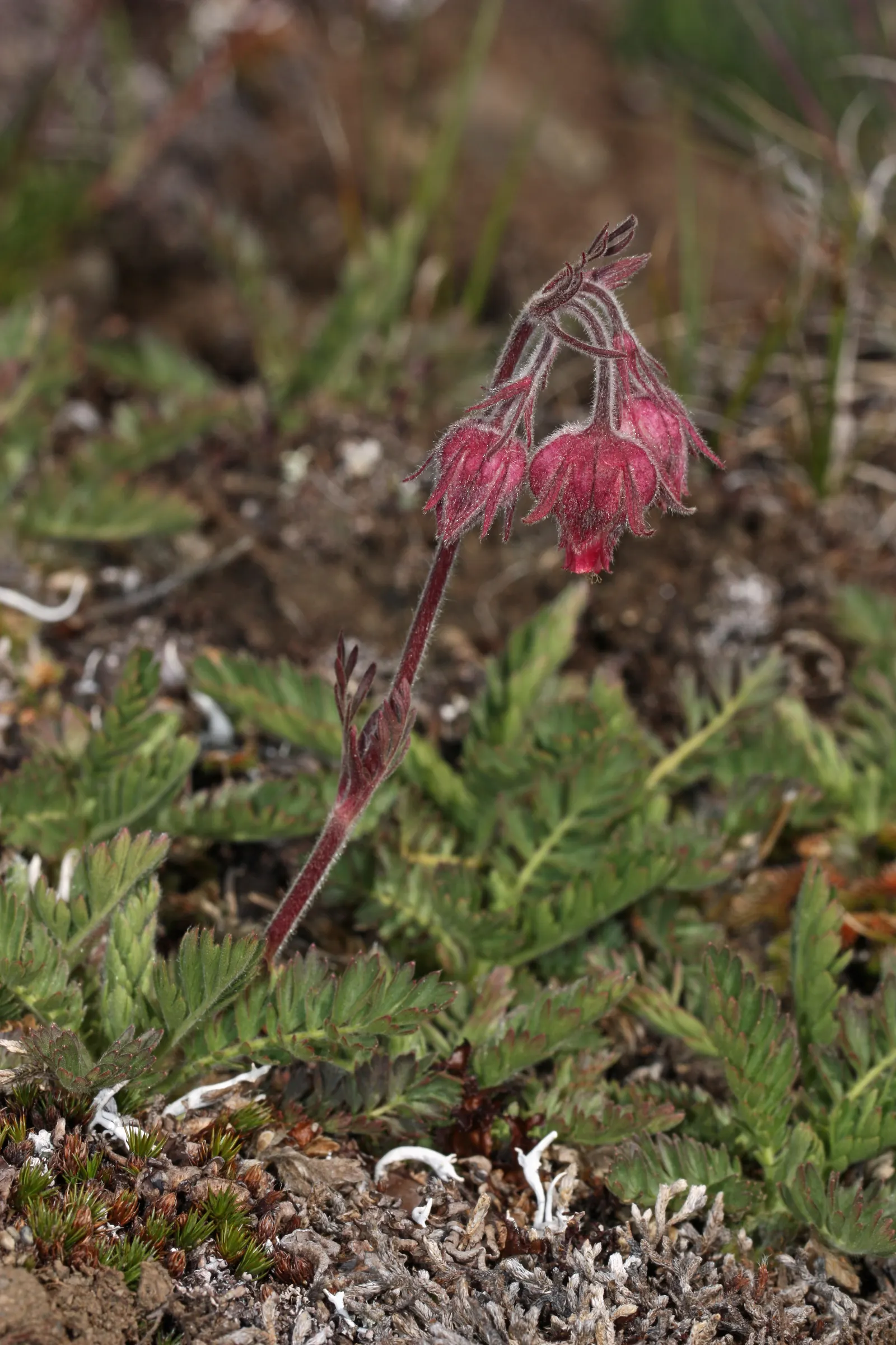Prairie Smoke (Geum Triflorum) — revealing feathery tails that persist well into the summer; sandy or loamy soil but is quite adaptable to various soil