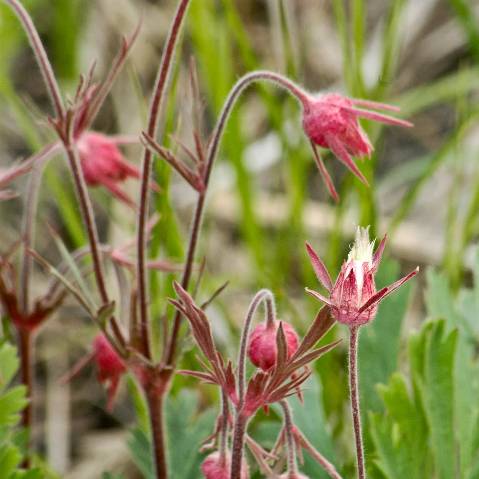 Prairie Smoke (Geum Triflorum) — smoke-like seed heads atop stems reaching 16-24 inches; sandy or loamy soil but is quite adaptable to various soil, image 114