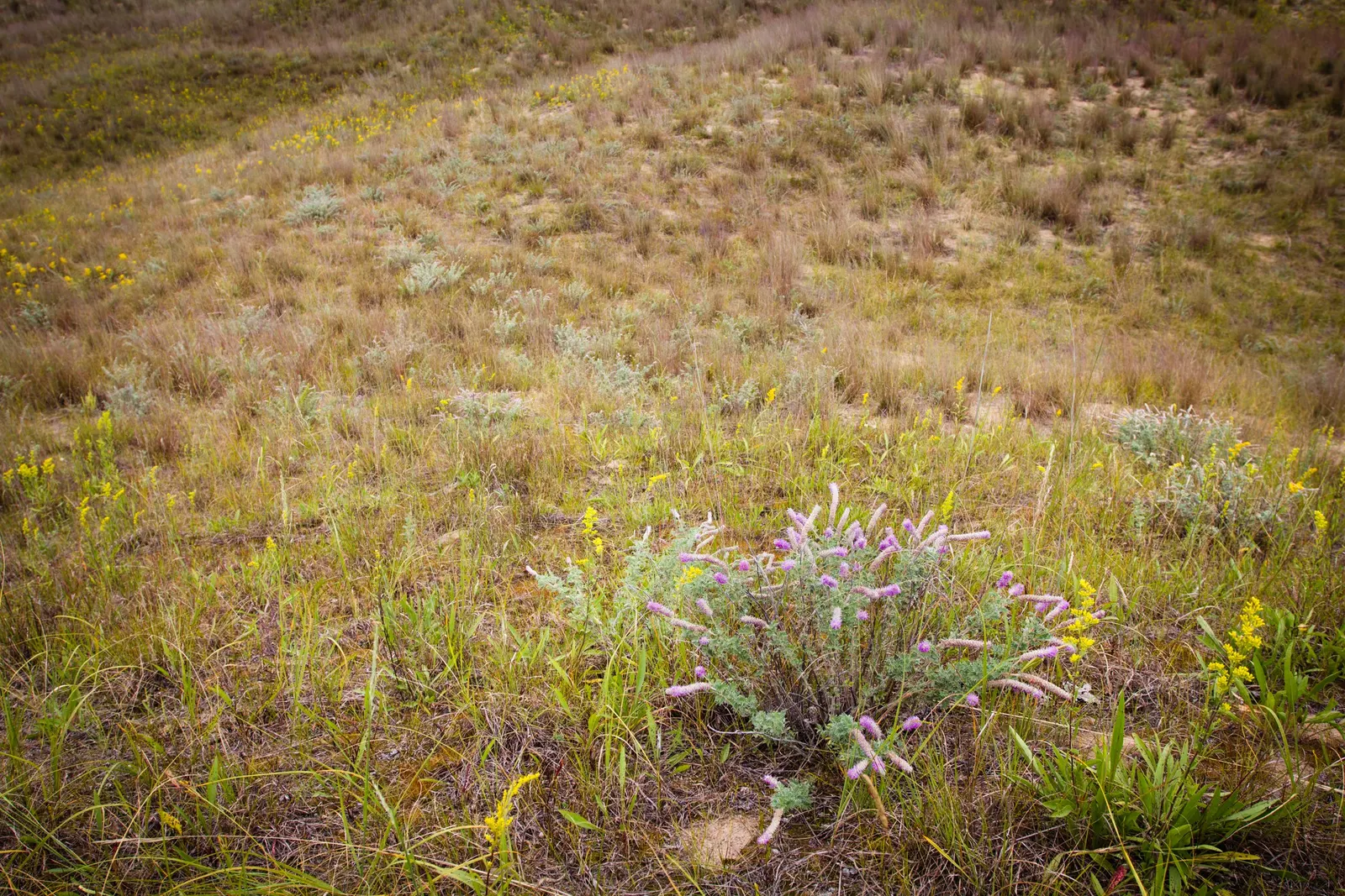 Prairie Smoke (Geum Triflorum) — aligning well with the growing desire for water-efficient landscapes.<br><br>In the spring; sandy or loamy soil, image 70