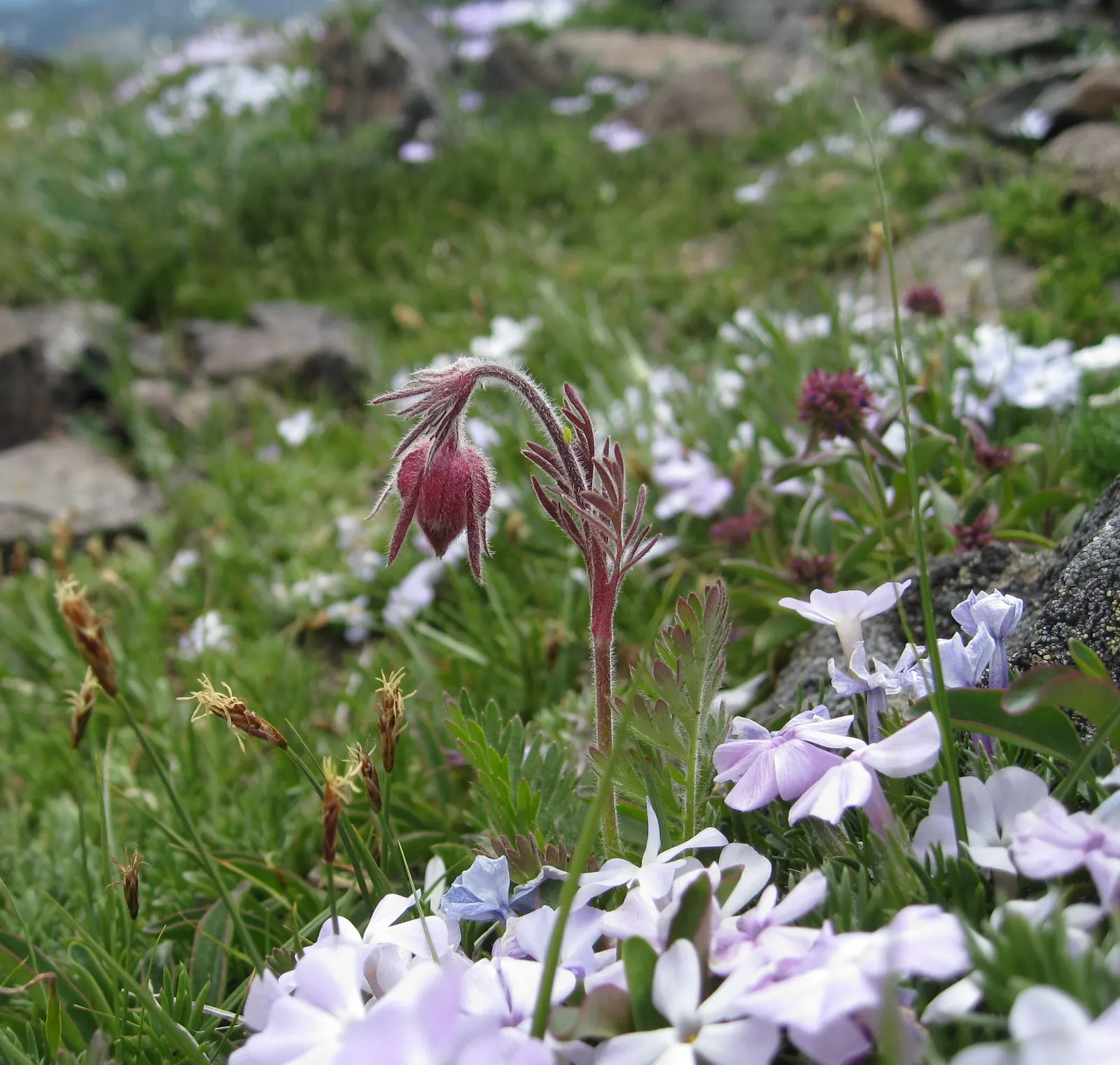 Prairie Smoke (Geum Triflorum) — it demonstrates notable drought tolerance; this hardy plant thrives in USDA zones 3-7, prefers full sun to partial, image 69