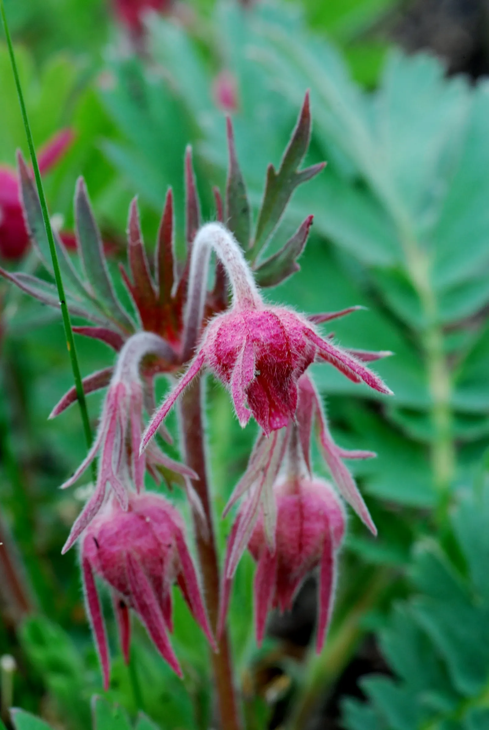 Prairie Smoke (Geum Triflorum) — revealing feathery tails that persist well into the summer; sandy or loamy soil but is quite adaptable to various, image 102