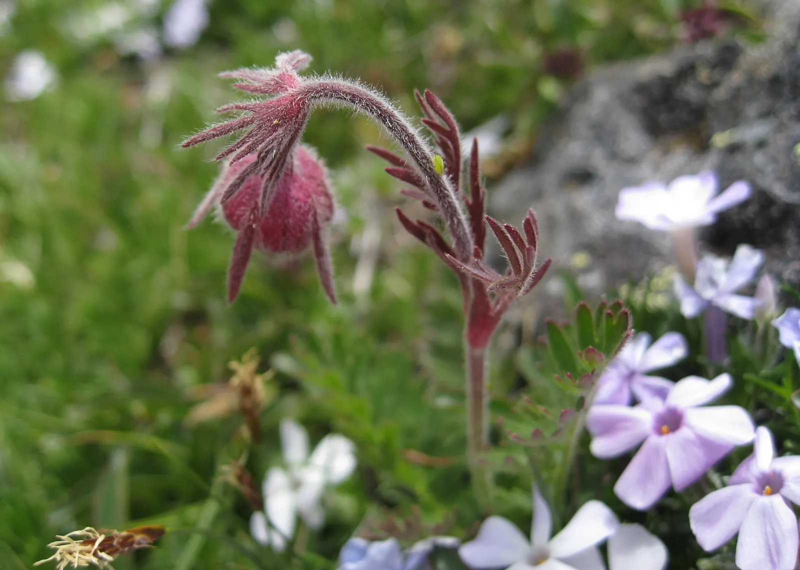 Prairie Smoke (Geum Triflorum) — the plant produces nodding pink to red flowers that rise slightly above the foliage