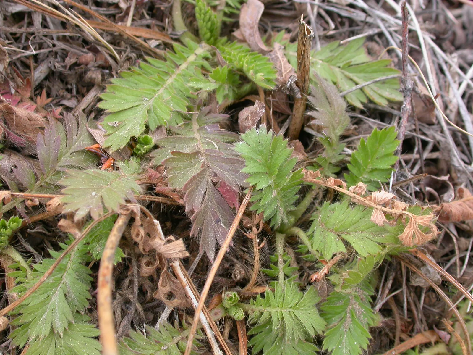 Prairie Smoke (Geum Triflorum) — it requires minimal care once established; this hardy plant thrives in USDA zones 3-7, prefers full sun to partial, image 105