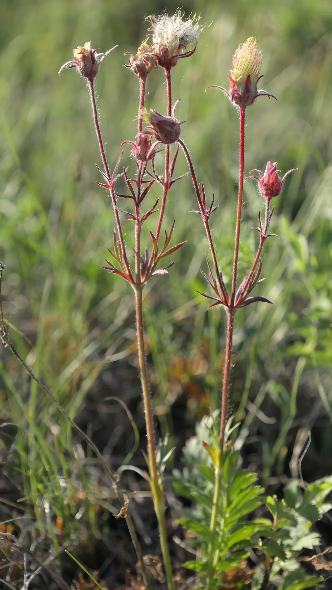 Prairie Smoke (Geum Triflorum) — perennial with pink and red blooms; revealing feathery tails that persist well into the summer, image 111