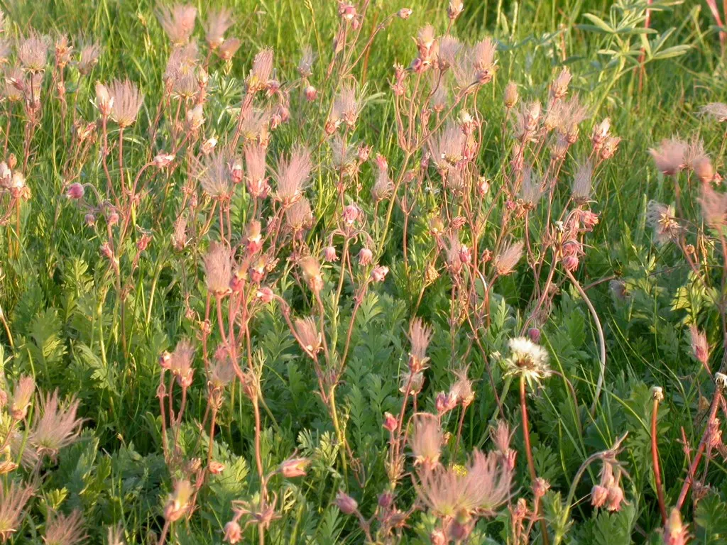 Prairie Smoke (Geum Triflorum) — This hardy plant thrives in USDA zones 3-7, prefers full sun to partial shade, and tolerates a range of soils, image 60
