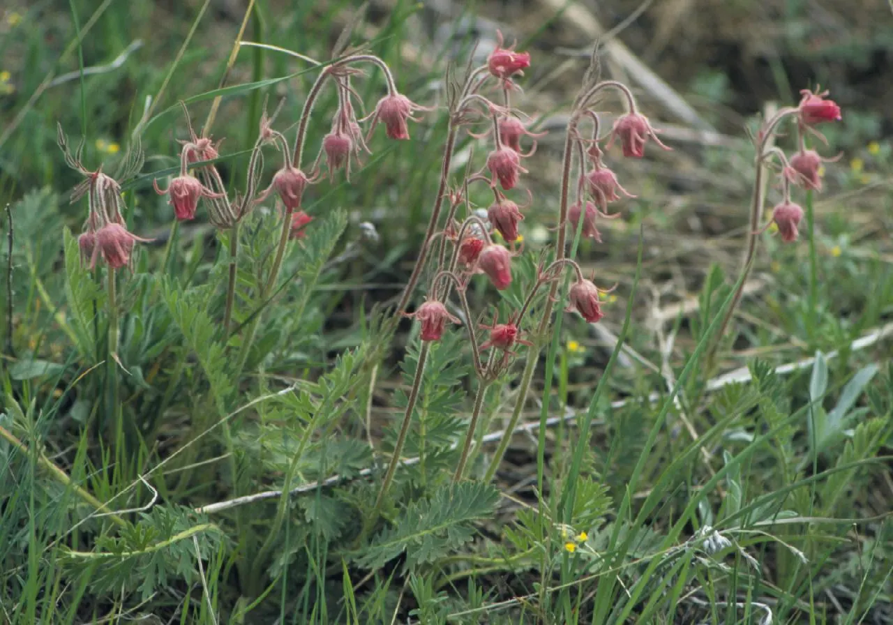 Prairie Smoke (Geum Triflorum) — making it a delightful conversation piece for any client's garden