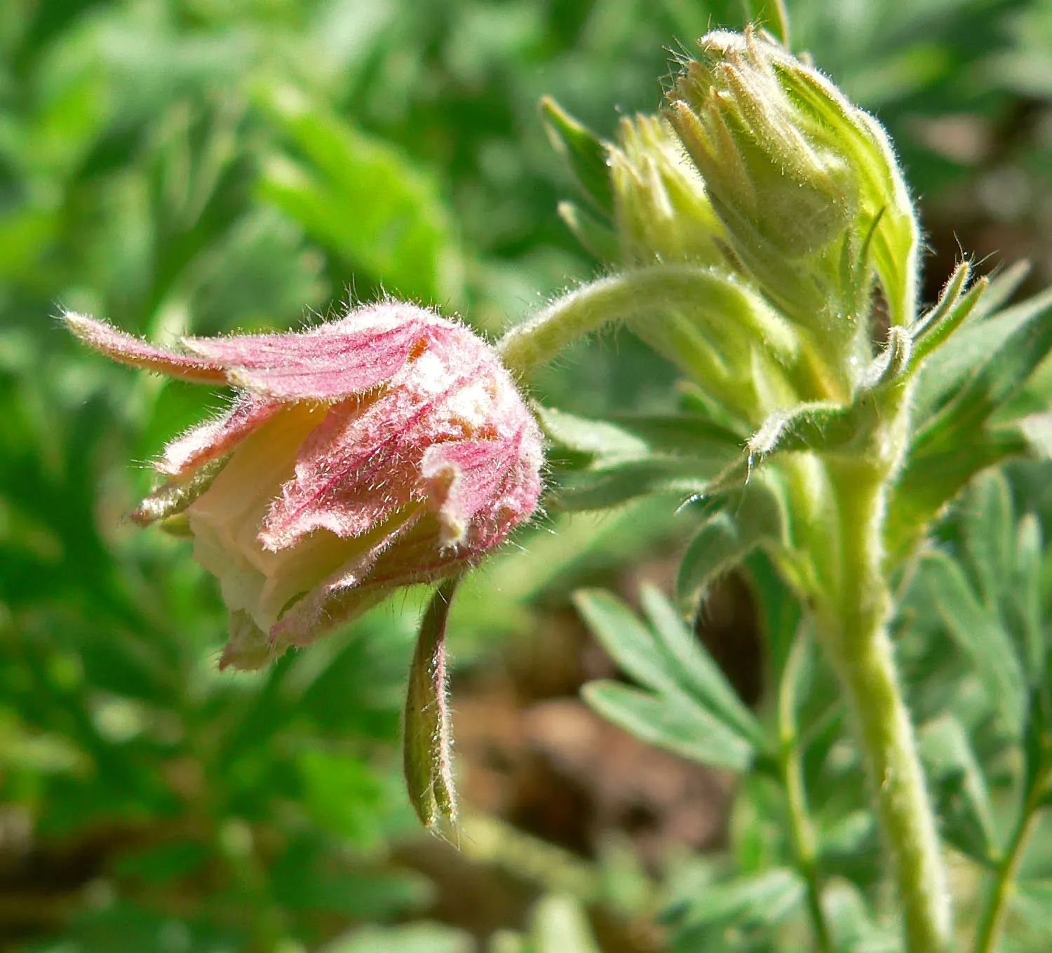 Prairie Smoke (Geum Triflorum) — aligning well with the growing desire for water-efficient landscapes.<br><br>In the spring; sandy or loamy soil but is quite