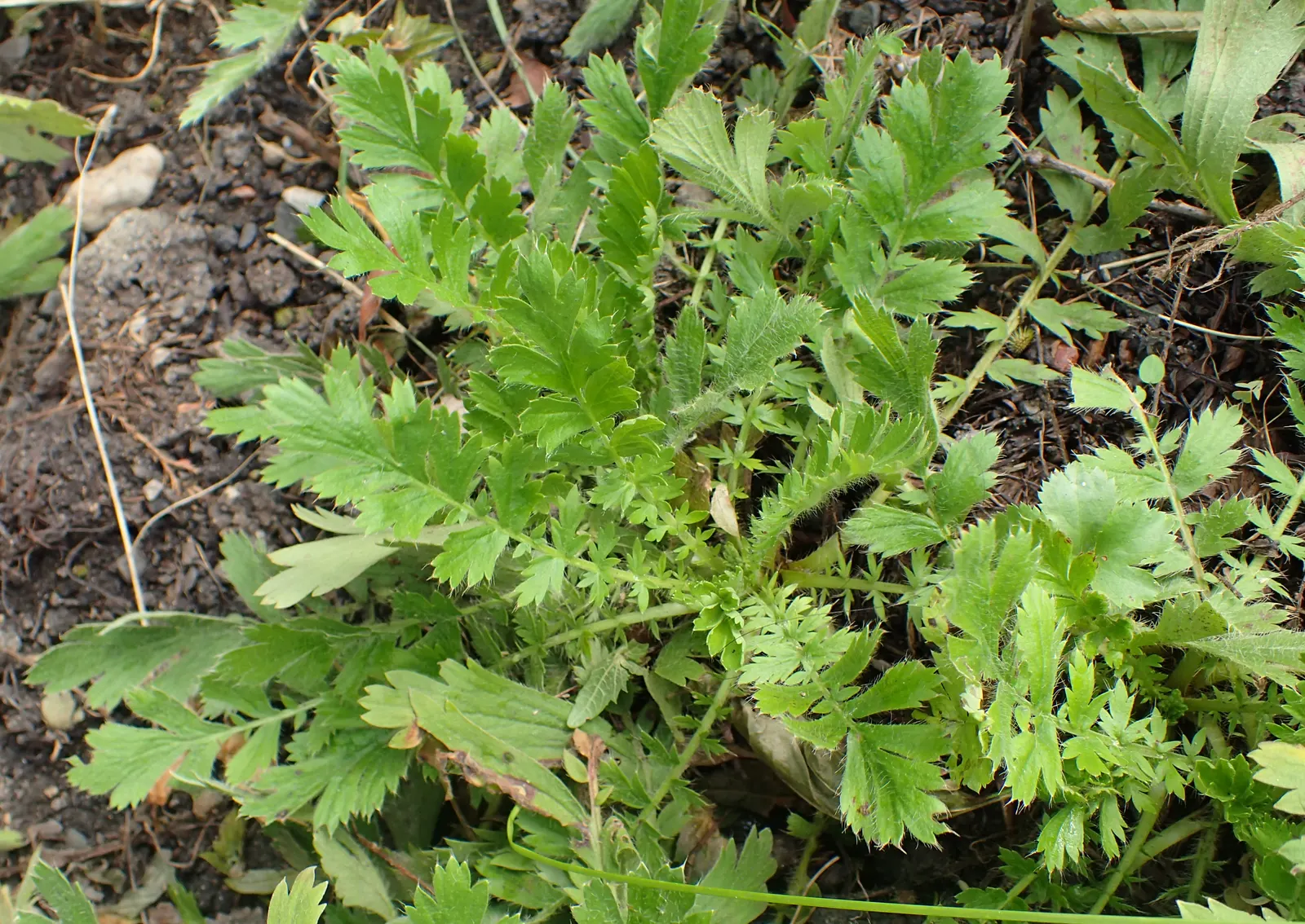 Prairie Smoke (Geum Triflorum) — providing enduring visual interest; revealing feathery tails that persist well into the summer, image 75
