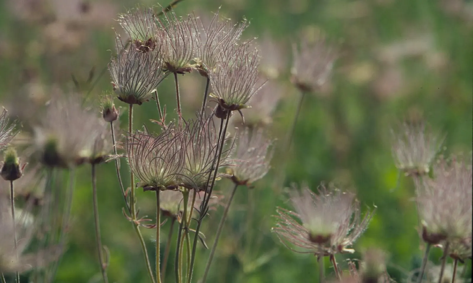 Prairie Smoke (Geum Triflorum) — and meadow-style landscapes; making it a delightful conversation piece for any client's garden, image 108