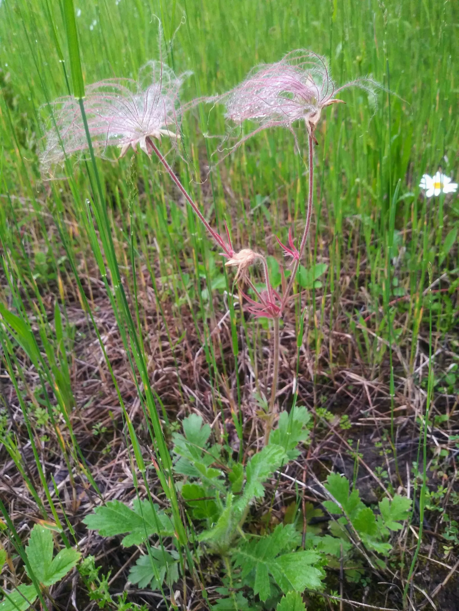 Prairie Smoke (Geum Triflorum) — Once the blooms are pollinated; this hardy plant thrives in USDA zones 3-7, prefers full sun to partial shade, and, image 73
