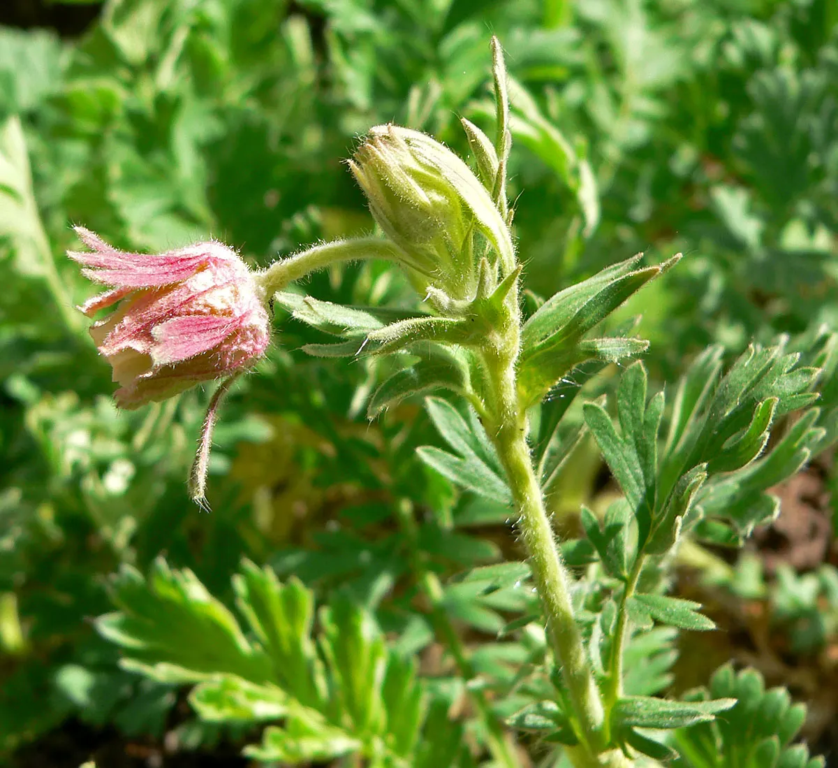Prairie Smoke (Geum Triflorum) — providing enduring visual interest; revealing feathery tails that persist well into the summer, image 131