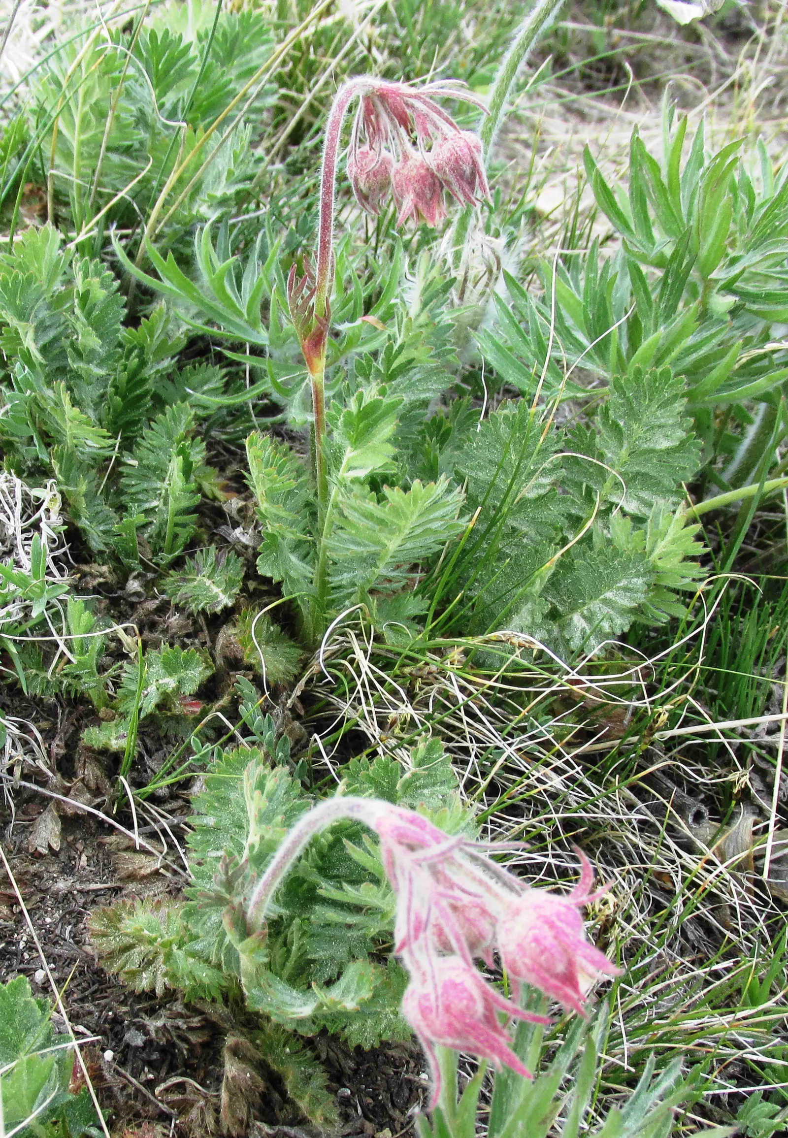 Prairie Smoke (Geum Triflorum) — making it a delightful conversation piece for any client's garden; this hardy plant thrives in USDA zones 3-7, image 81