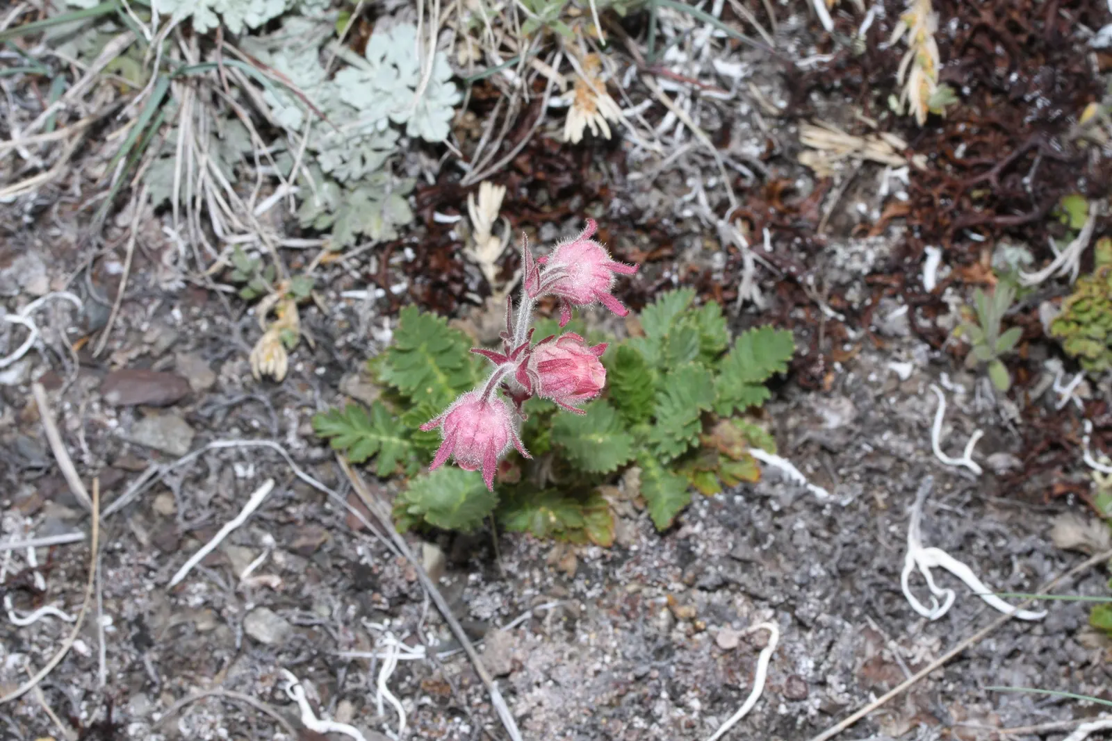 Prairie Smoke (Geum Triflorum) — Prairie Smoke (Geum triflorum); revealing feathery tails that persist well into the summer, image 91