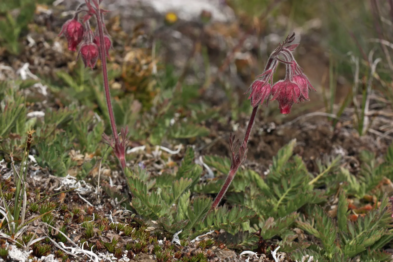 Prairie Smoke (Geum Triflorum) — Ideal for naturalistic designs; this hardy plant thrives in USDA zones 3-7, prefers full sun to partial shade, and, image 117