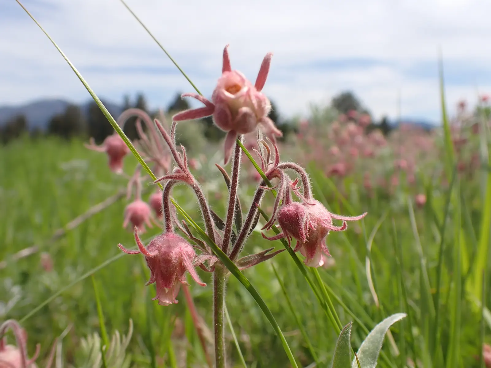 Prairie Smoke (Geum Triflorum) — Ideal for naturalistic designs; this hardy plant thrives in USDA zones 3-7, prefers full sun to partial shade, and tolerates a