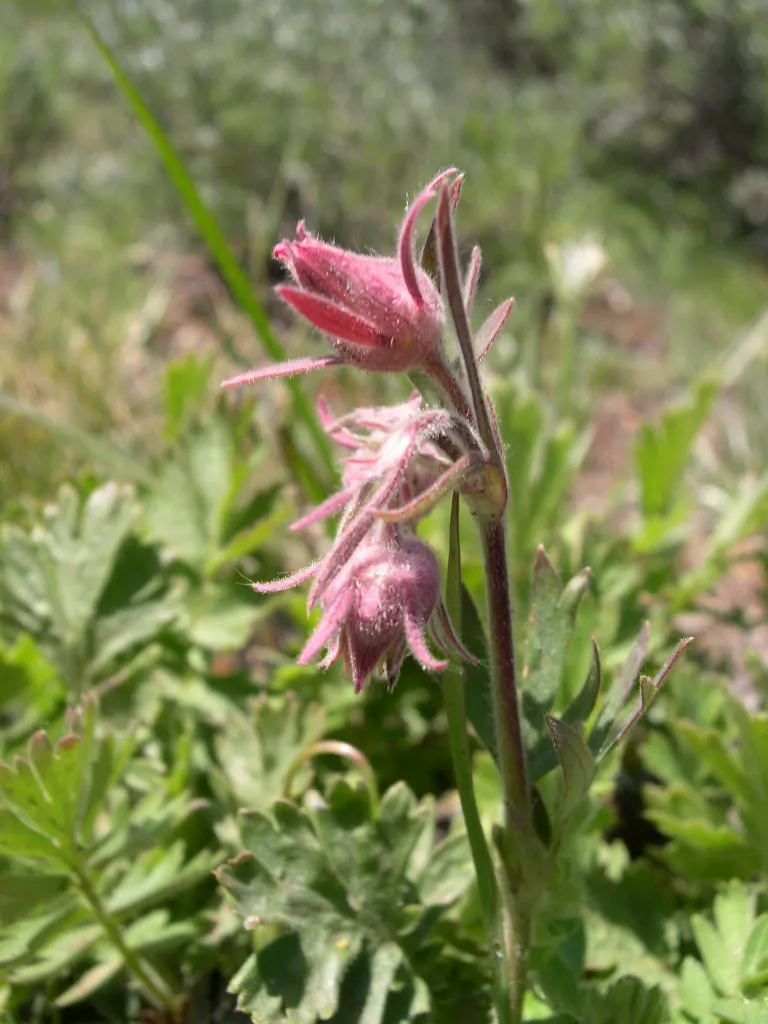 Prairie Smoke (Geum Triflorum) — also commonly referred to as Old Man's Whiskers; making it a delightful conversation piece for any client's garden, image 120