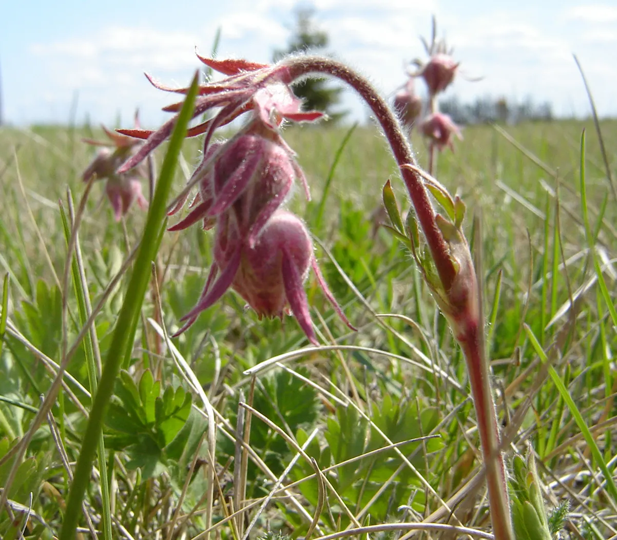 Prairie Smoke (Geum Triflorum) — as long as they are not overly wet; making it a delightful conversation piece for any client's garden