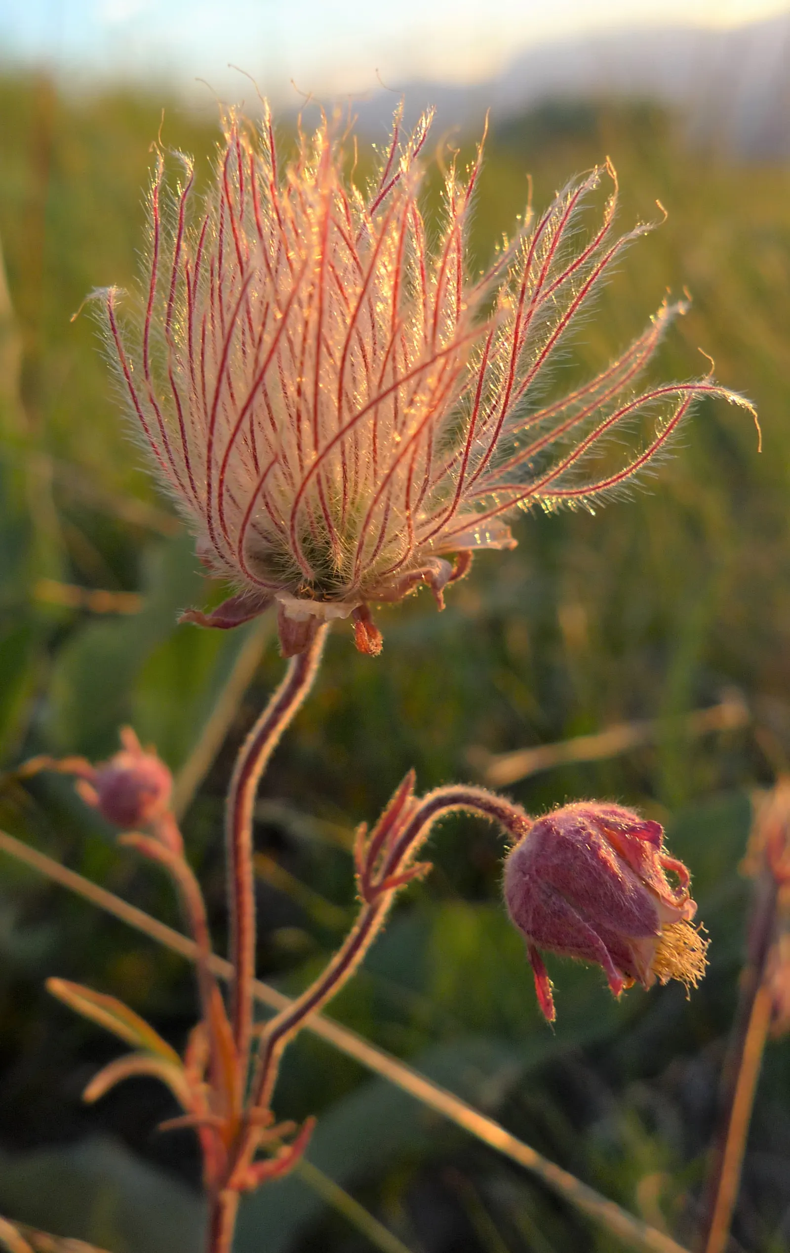 Prairie Smoke (Geum Triflorum) — typically from April to June; revealing feathery tails that persist well into the summer, image 71