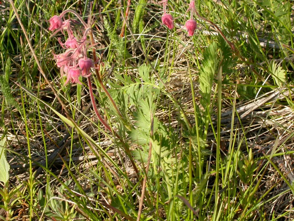 Prairie Smoke (Geum Triflorum) — smoke-like seed heads atop stems reaching 16-24 inches