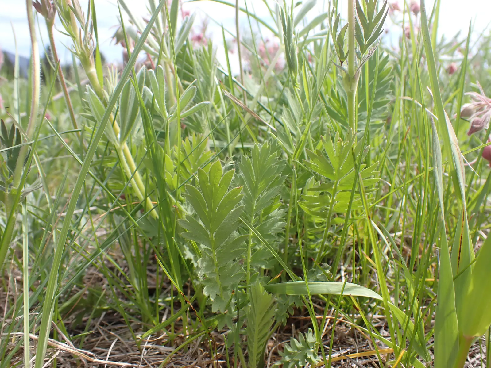 Prairie Smoke (Geum Triflorum) — typically from April to June; revealing feathery tails that persist well into the summer, image 127