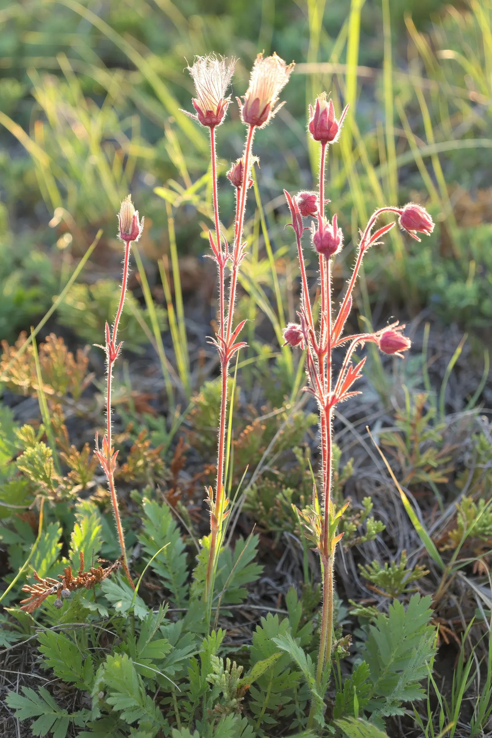 Prairie Smoke (Geum Triflorum) — Once the blooms are pollinated