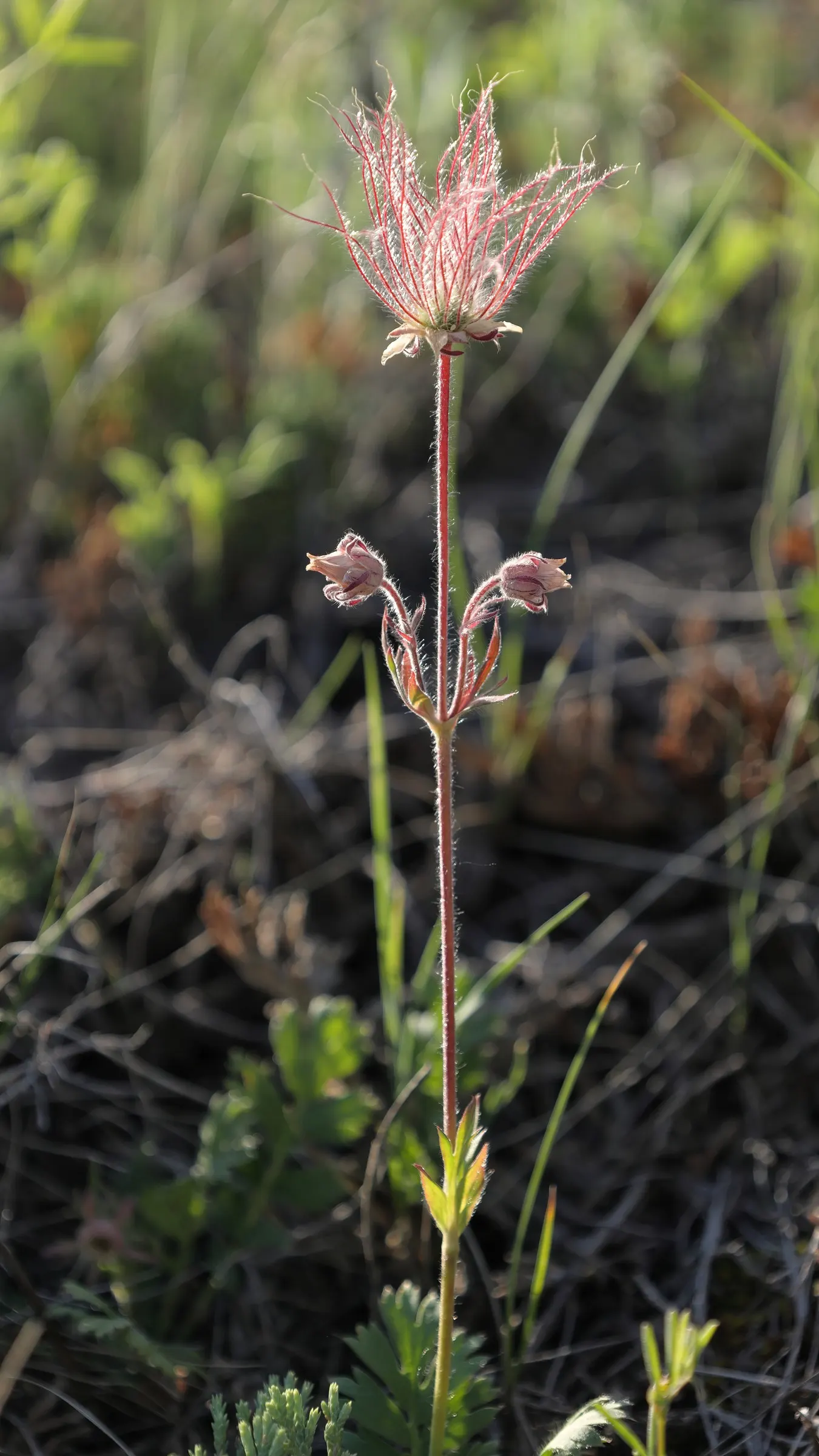 Prairie Smoke (Geum Triflorum) — typically from April to June; revealing feathery tails that persist well into the summer, image 99